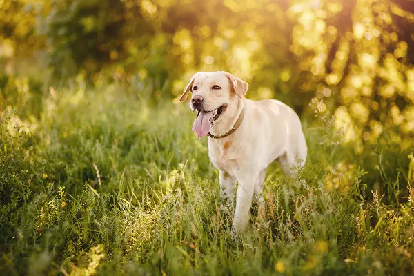 Le labrador