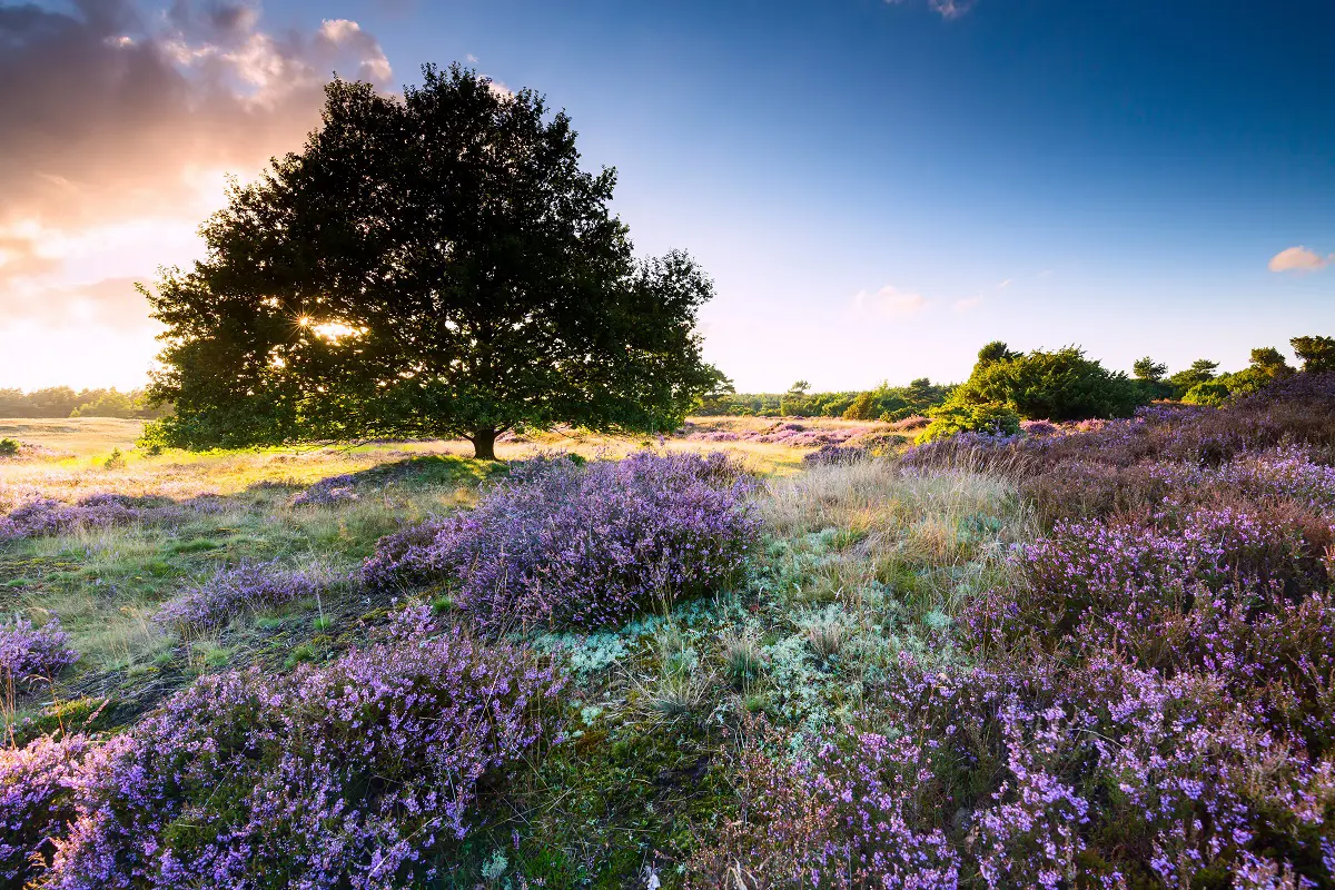 Drenthe