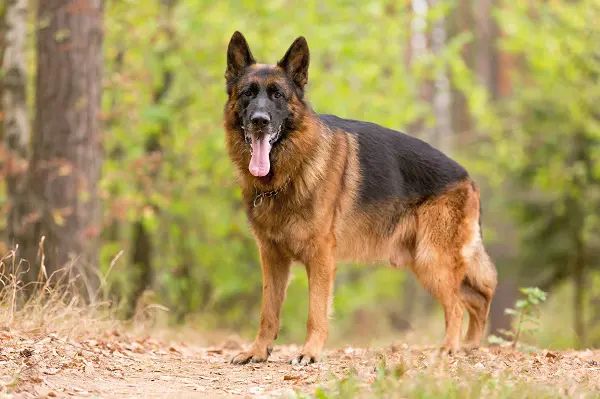 Le berger allemand